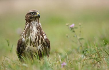 Genç bayağı şahin