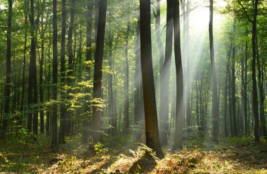 çok güzel bir sabah orman