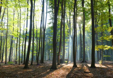 çok güzel bir sabah orman