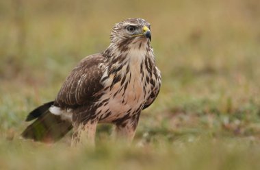 alan üzerinde bayağı Şahin