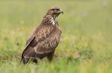 Genç bayağı şahin
