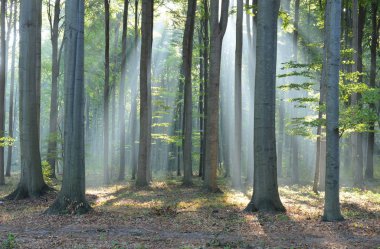 çok güzel bir sabah orman