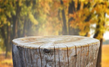 Boş ağaç gövdesi