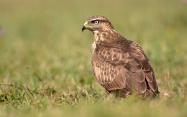 alan üzerinde bayağı Şahin