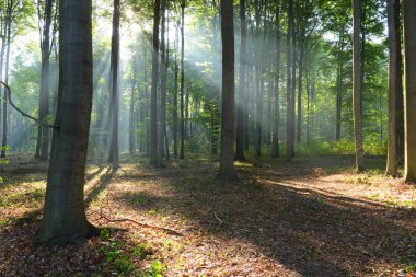 çok güzel bir sabah orman