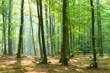 çok güzel bir sabah orman