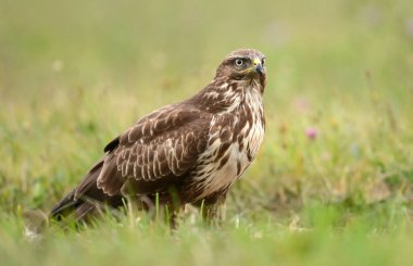 Genç bayağı şahin