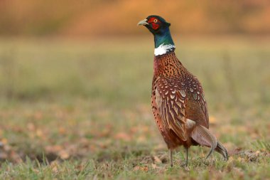 beautiful Ringneck Pheasant  clipart