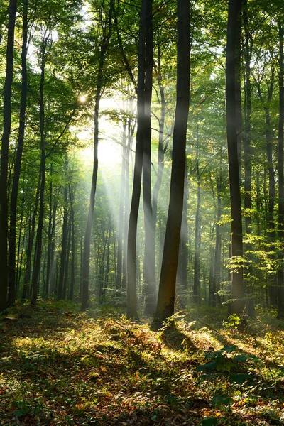 Bela manhã na floresta — Fotografia de Stock