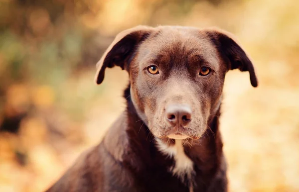 Close View Cute Dog Autumn Scenery — Stock Photo, Image