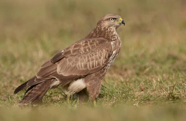 Common buzzard on field — Stock Photo, Image
