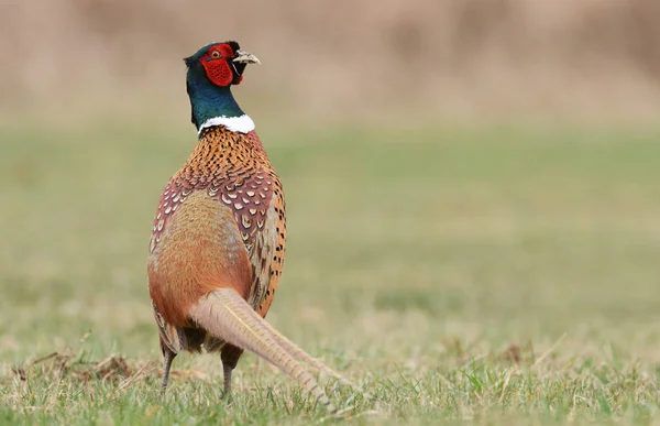 Όμορφη φασιανός Ringneck — Φωτογραφία Αρχείου