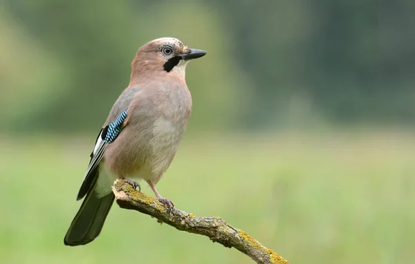 Jay ptáček na větvi — Stock fotografie