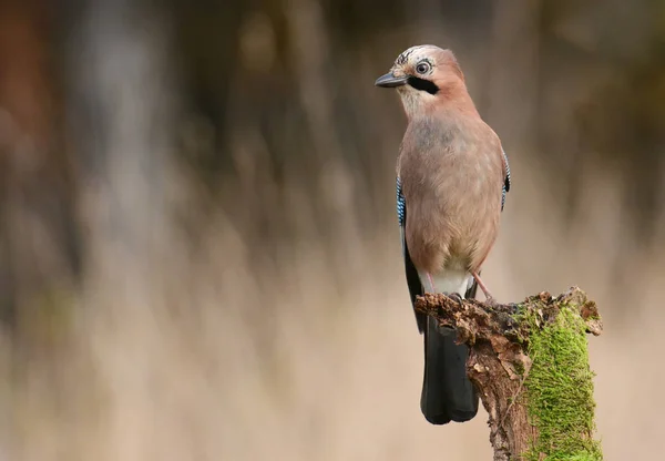 Jay fågel på en gren — Stockfoto