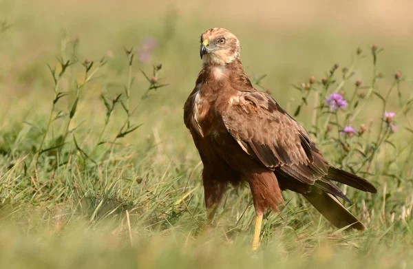 Female Marsh harrier — Stock Photo, Image