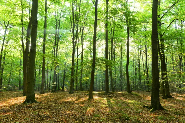 Belle matinée en forêt — Photo