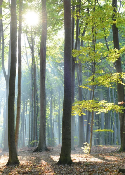 Hermosa mañana en el bosque — Foto de Stock