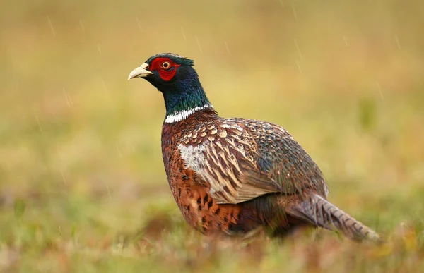 Krásné Ringneck Bažant — Stock fotografie