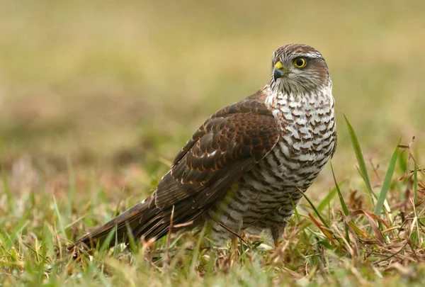 Sparviero eurasiatico nell'habitat naturale — Foto Stock