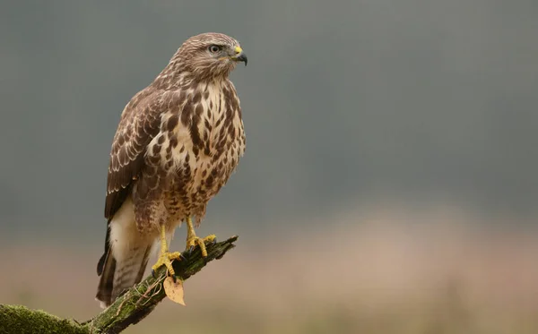 Common buzzard on field — Stock Photo, Image