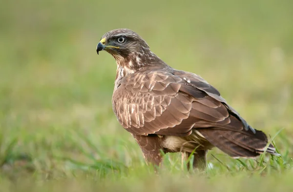 Young Common buzzard — Stock Photo, Image