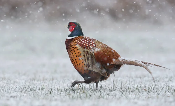 Ringneck Pheasant (Phasianus colchicus) standing in winter scene — Stock Photo, Image