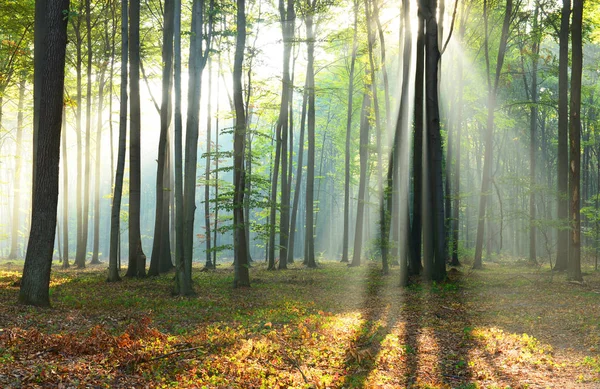 Hermosa mañana en el bosque —  Fotos de Stock