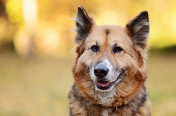 Close View Cute Dog Autumn Scenery — Stock Photo, Image