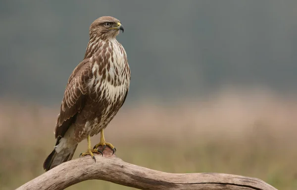 Stäng Upp Hök Naturliga Livsmiljö — Stockfoto