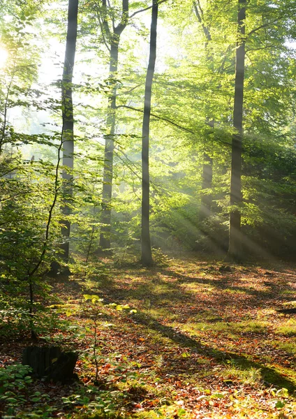 Beautiful morning in forest — Stock Photo, Image