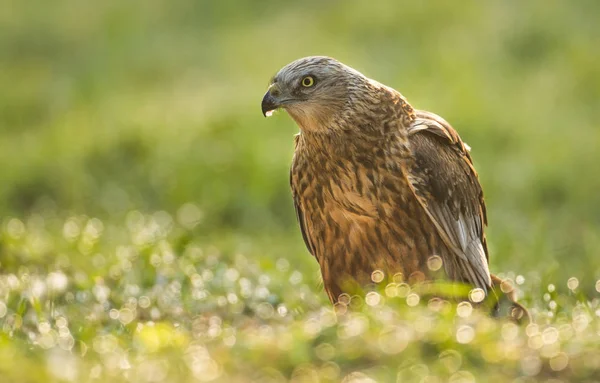 Hembra Marsh harrier — Foto de Stock