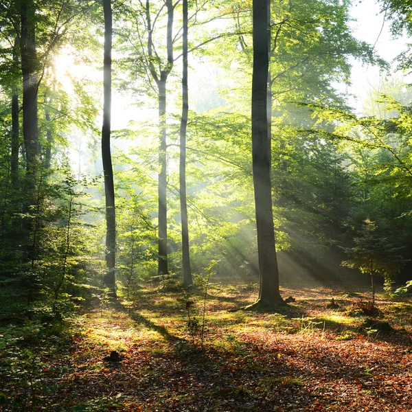森林の美しい朝 — ストック写真