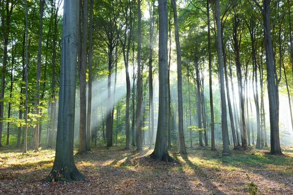 Mooie ochtend in bos — Stockfoto