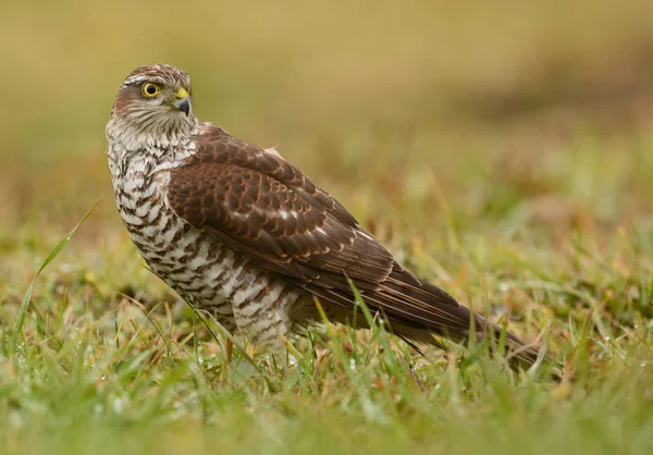 Eurasian sparrowhawk in nature habitat — Stock Photo, Image