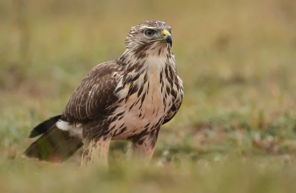 Common buzzard on field — Stock Photo, Image