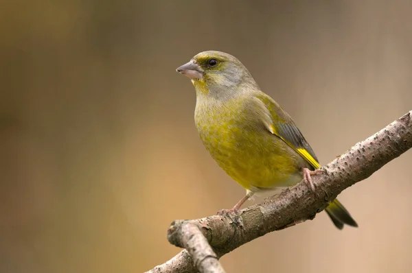 European Greenfinch on branch — Stock Photo, Image