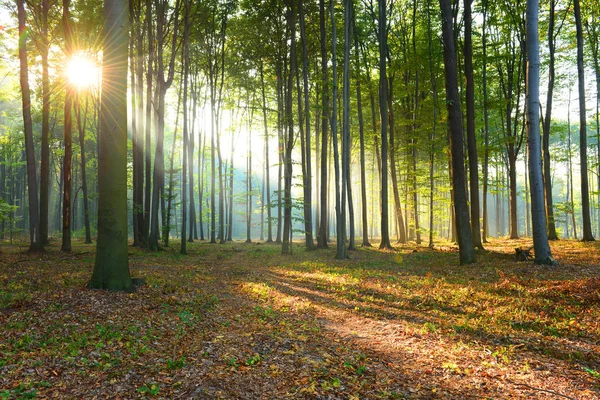 Bela manhã na floresta — Fotografia de Stock