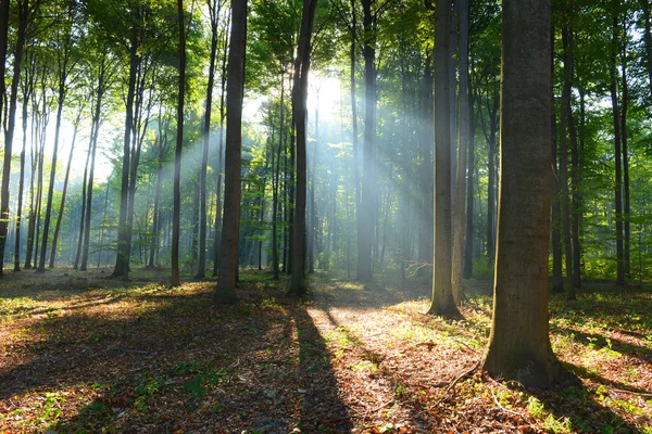 Bella mattina nella foresta — Foto Stock