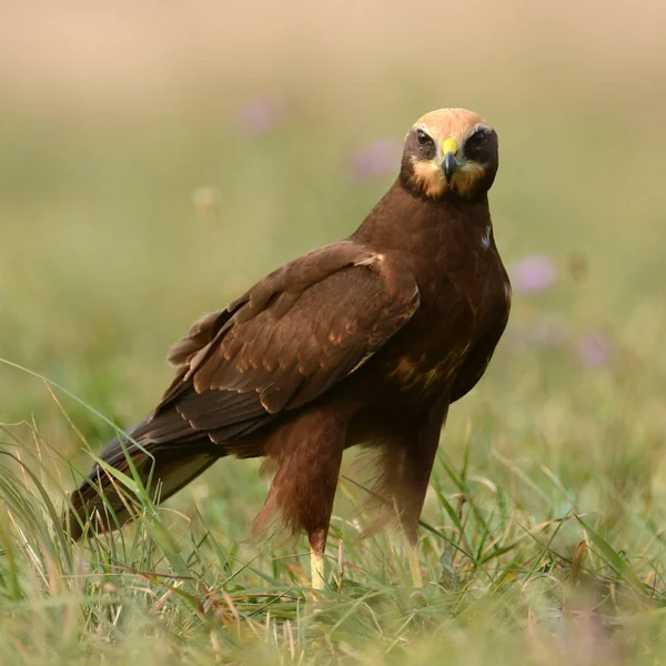 Vrouwelijke bruine kiekendief — Stockfoto