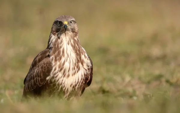 Buizerd op veld — Stockfoto