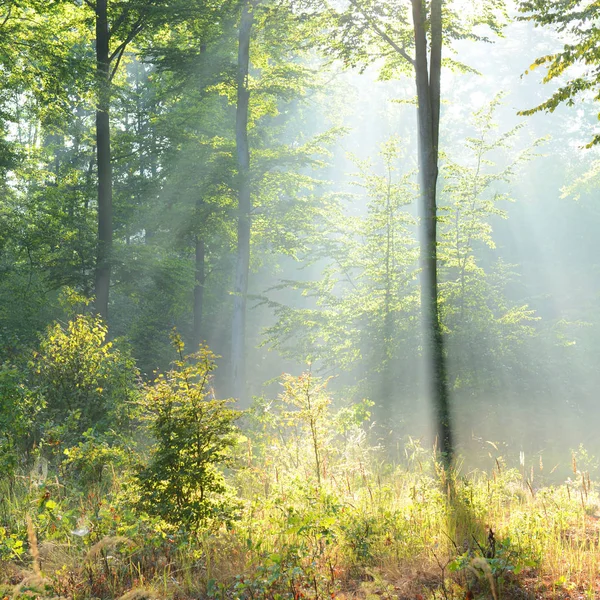 Belle matinée en forêt — Photo