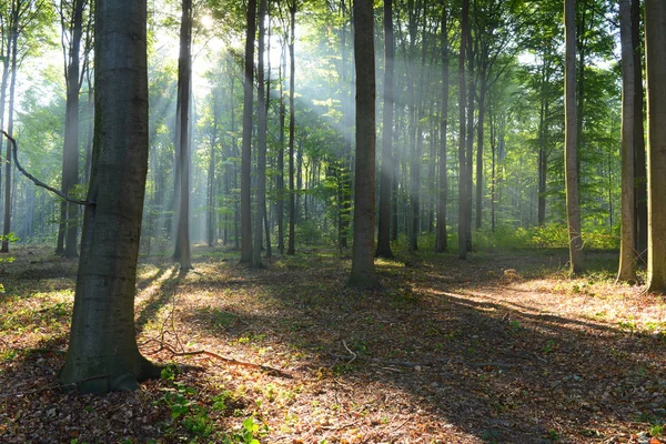 Bela manhã na floresta — Fotografia de Stock