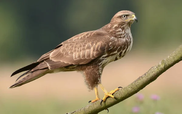 Common buzzard on field — Stock Photo, Image