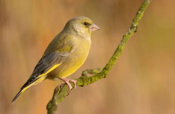 European Greenfinch on branch — Stock Photo, Image