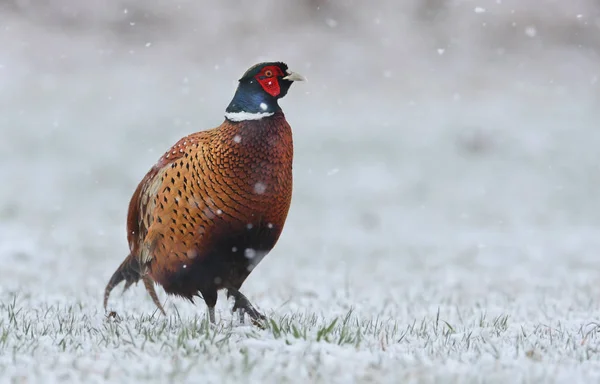 Beautiful Ringneck Pheasant — Stock Photo, Image