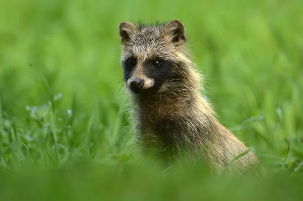 Nieuwsgierig wasbeerhond — Stockfoto