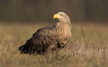 Beyaz kuyruklu kartal
