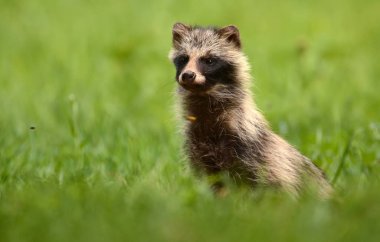 Meraklı rakun köpek 