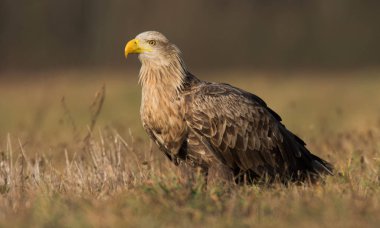 Beyaz kuyruklu kartal