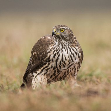 Genç kuzey çakır kuşu